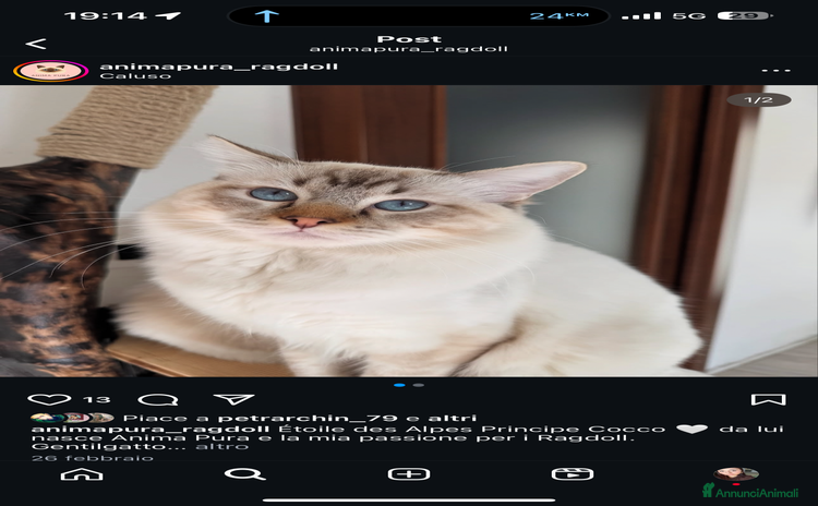 Ragdoll gatti a Città Metropolitana di Torino - Annuncio 16