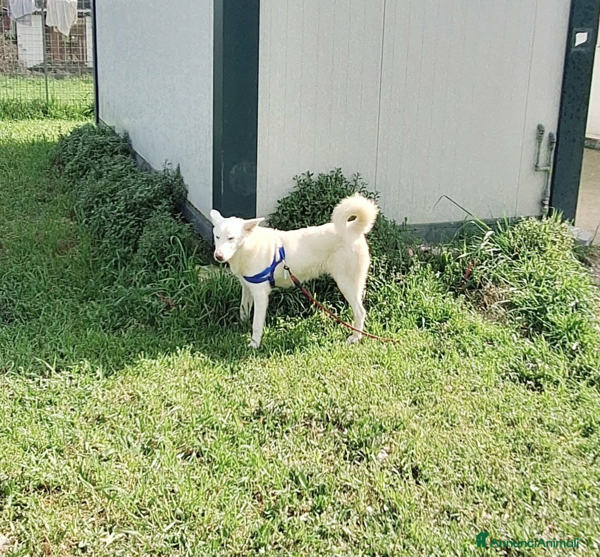 Meticcio cani Stupendo Erik mix pastore svizzero in adozione  - Annuncio 26