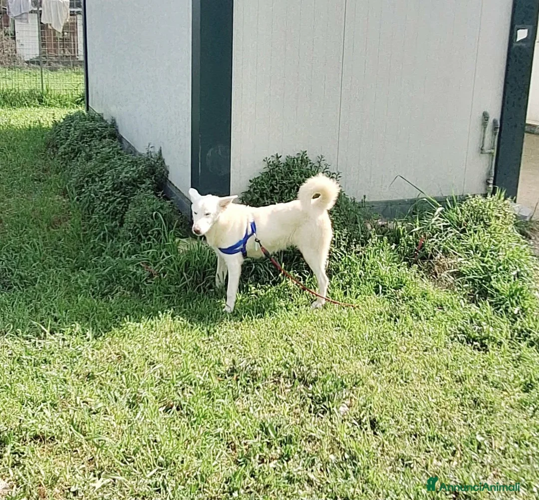 Meticcio cani in regalo: Stupendo Erik mix pastore svizzero in adozione  - Annuncio 1