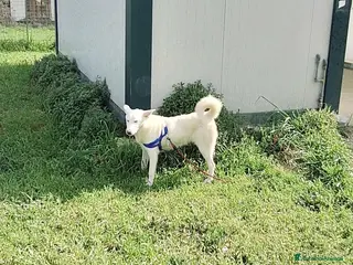 Meticcio cani Stupendo Erik mix pastore svizzero in adozione - Annuncio 26