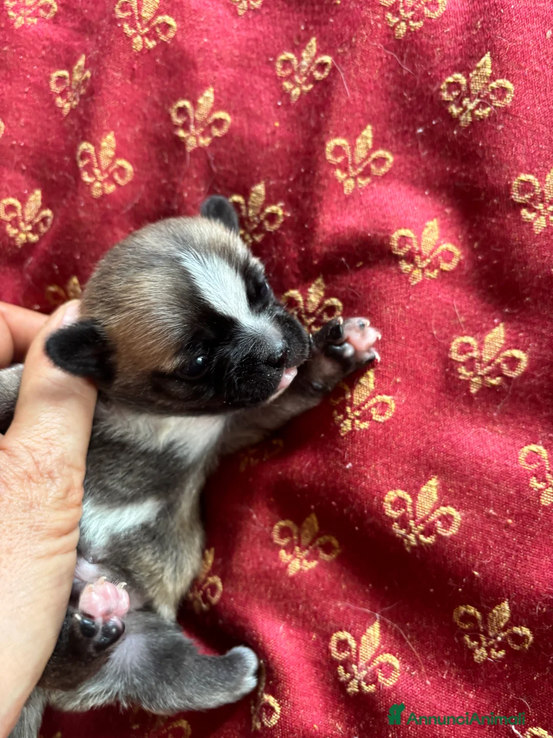 Chihuahua cani in vendita: Cuccioli chihuahua con pedigree  - Annuncio 2