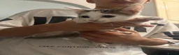 Meticcio gatti in regalo: Regalo gattini nati ad Agosti a Città metropolitana di Roma Capitale - Annuncio 3