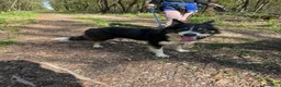 Border Collie cani in regalo: Splendida Border Collie - MILA - Annuncio 11