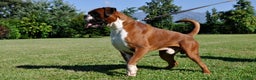 Boxer cani in vendita: BOXER CUCCIOLI VENDO A TRENTO E VERONA - Annuncio 2
