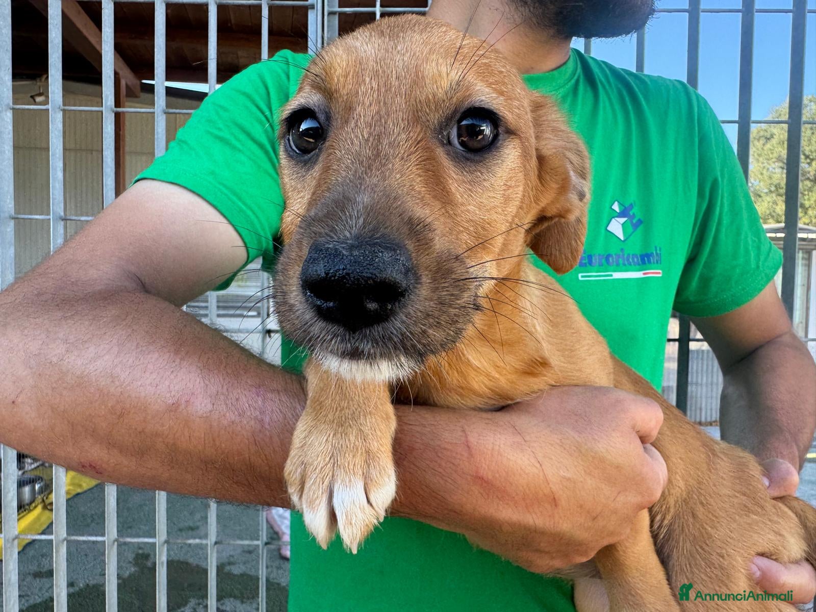 Meticcio cani CUCCIOLA TG P - Annuncio 4