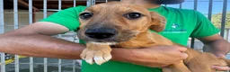 Meticcio cani in regalo: CUCCIOLA TG P - Annuncio 1