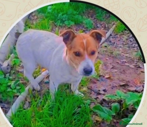 Jack Russell cani Jack Russel 1anno 7kg CALABRIA - Annuncio 1