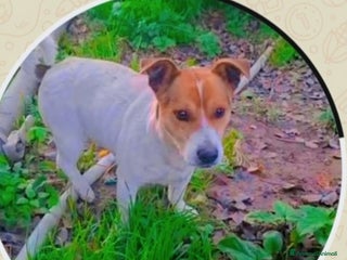 Jack Russell cani Jack Russel 1anno 7kg CALABRIA - Annuncio 5