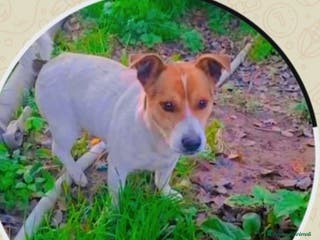Jack Russell cani Jack Russel 1anno 7kg CALABRIA - Annuncio 3