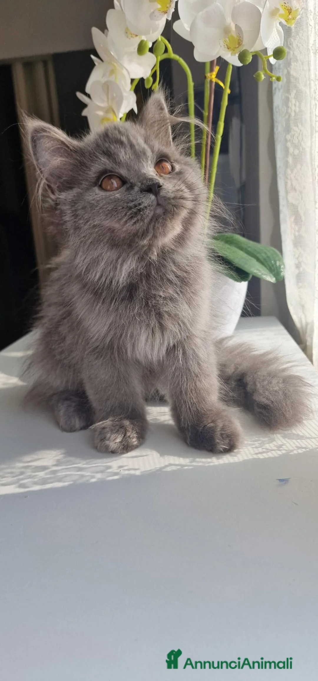 British gatti in vendita: British  - Annuncio 2