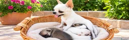 Chihuahua cani in vendita: Chihuahua toy a Libero consorzio comunale di Siracusa - Annuncio 10
