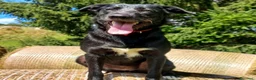 Meticcio cani in regalo: Skitty - Annuncio 4