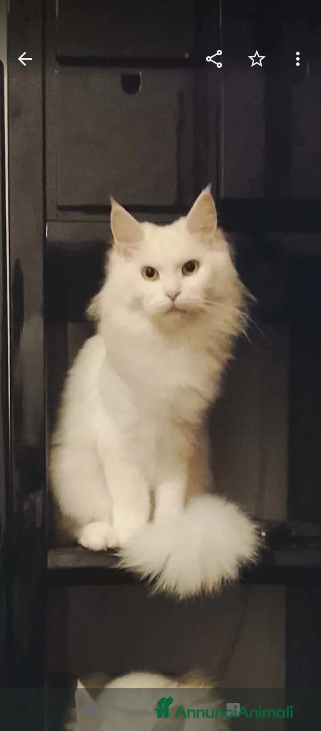 Maine Coon gatti in vendita: Main Coon bianco 8 mesi a Provincia di Pesaro e Urbino - Annuncio 2