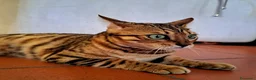 Bengala gatti in vendita: Gattina Bengala di 9 mesi - Annuncio 3