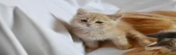 Siberiano gatti in vendita: Cuccioli di Siberiano pedigree Anfi  - Annuncio 5