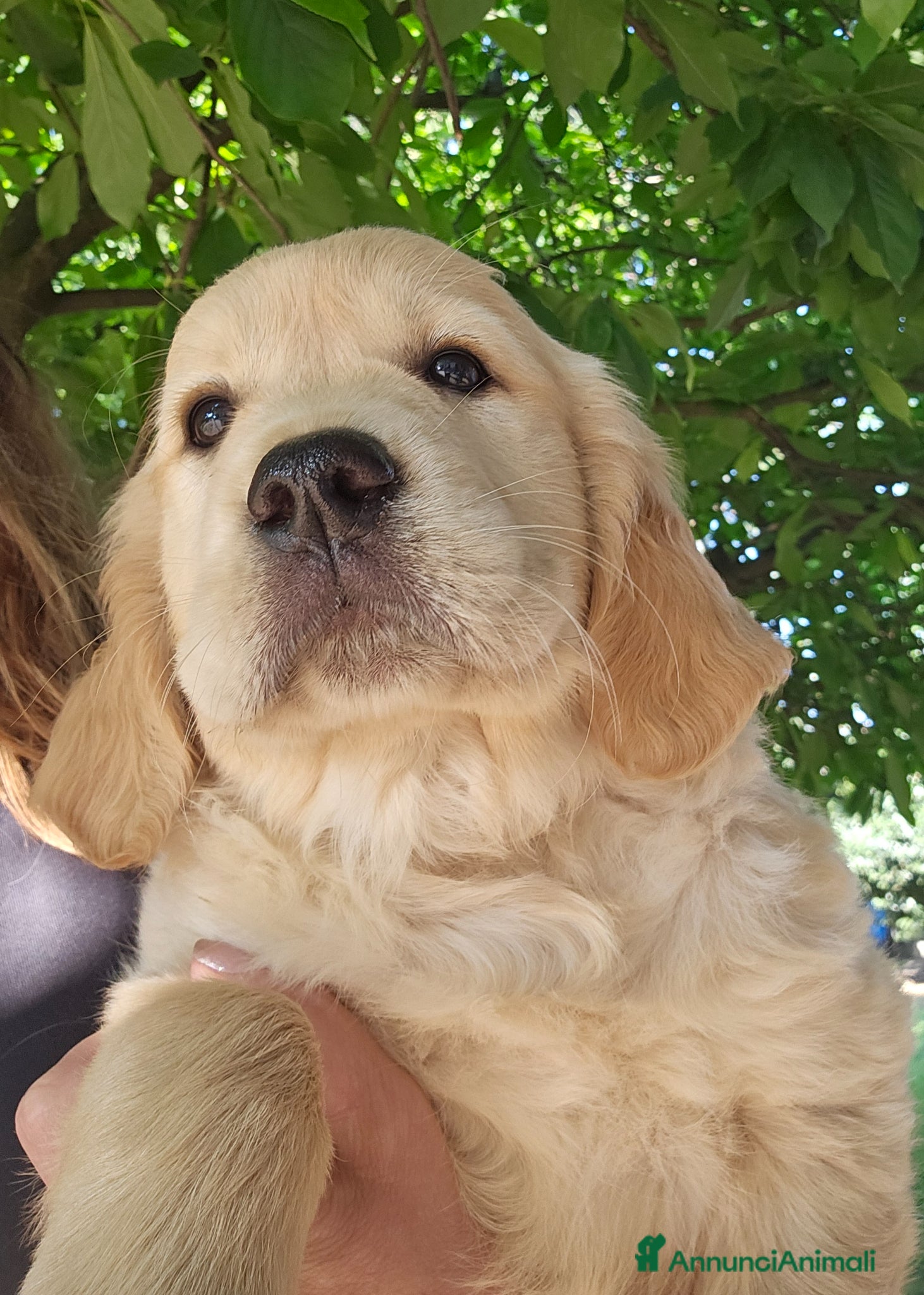 Golden Retriever cani CUCCIOLI GOLDEN RETRIEVER  - Annuncio 6