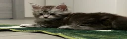 Maine Coon gatti in vendita: Maine coon con pedigree  - Annuncio 18