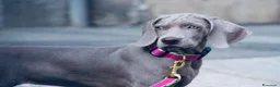 Weimaraner cani in vendita: WEIMARANER splendidi cuccioli  - Annuncio 5