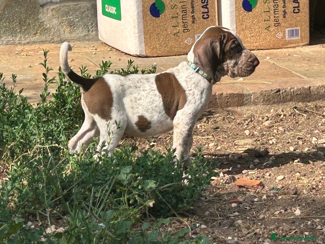 Bracco cani in vendita: cuccioli di bracco italiano a Provincia di Biella - Immagine 10