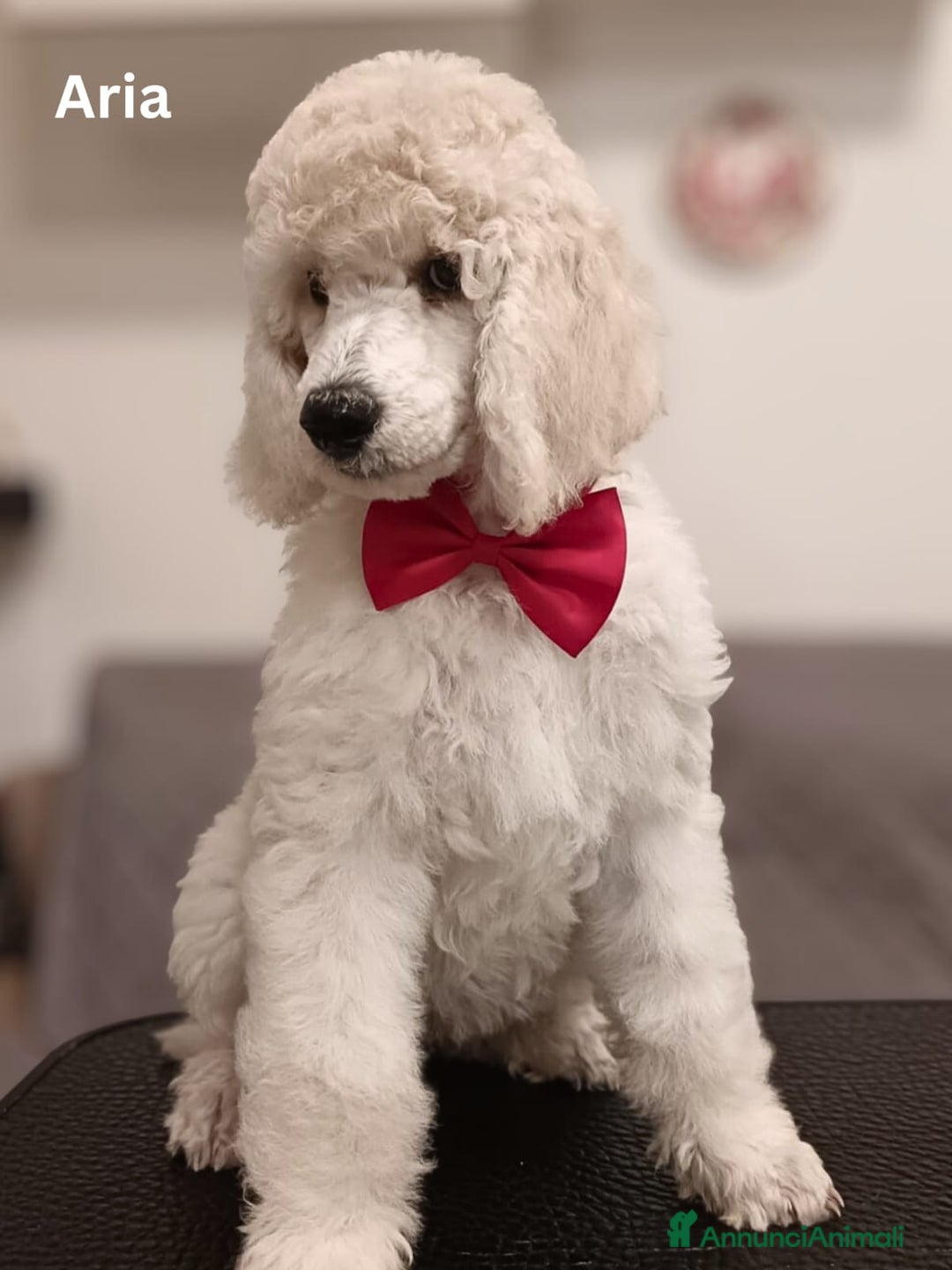 Barbone cani in vendita: Cuccioli di Barboncino con Pedigree ENCI 🐩 a Città metropolitana di Roma Capitale - Annuncio 8