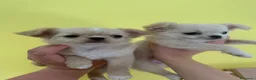 Chihuahua cani in vendita: Bellissimi cuccioli di chihuahua di 3 mesi - Annuncio 1