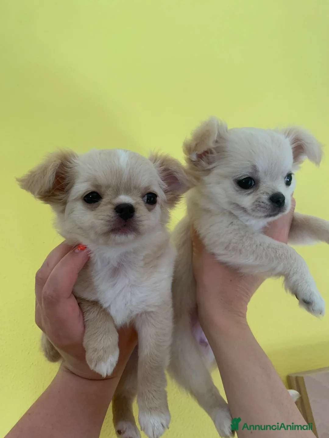 Chihuahua cani in vendita: Bellissimi cuccioli di chihuahua di 3 mesi - Annuncio 1