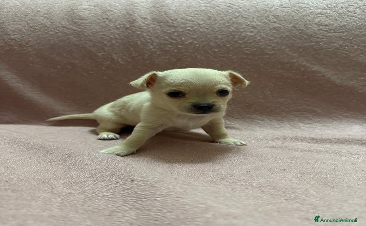 Chihuahua cani a Provincia di Modena - Annuncio 3