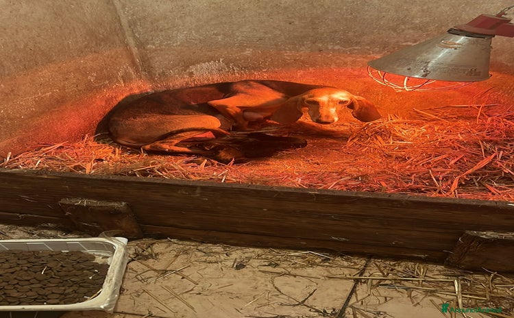 Segugio cani a Provincia di Terni - Annuncio 1