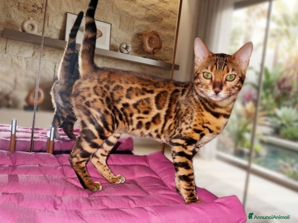 Bengala gatti Bellissima gattina Bengala  - Annuncio 2