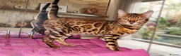 Bengala gatti in vendita: Bellissima gattina Bengala  - Annuncio 1