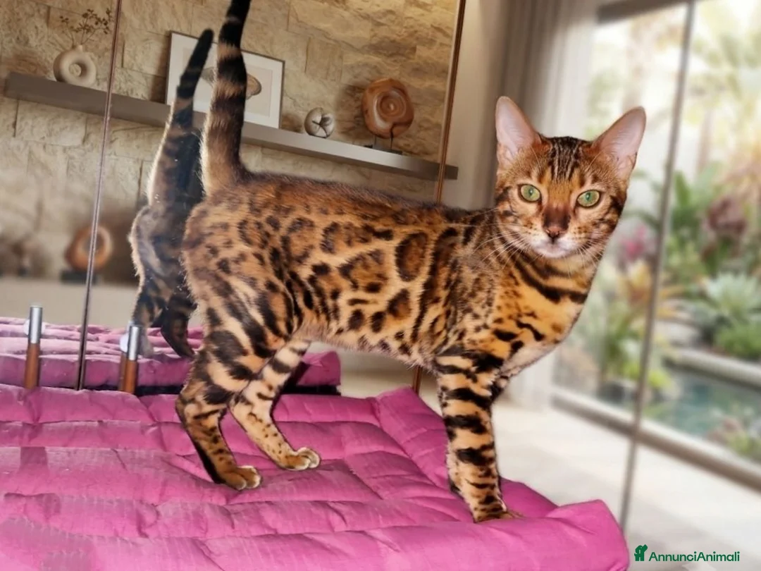 Bengala gatti in vendita: Bellissima gattina Bengala  - Annuncio 1