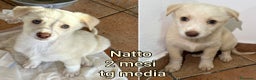 Meticcio cani in regalo: CUCCIOLI BISOGNOSI: URGENTE - Annuncio 2