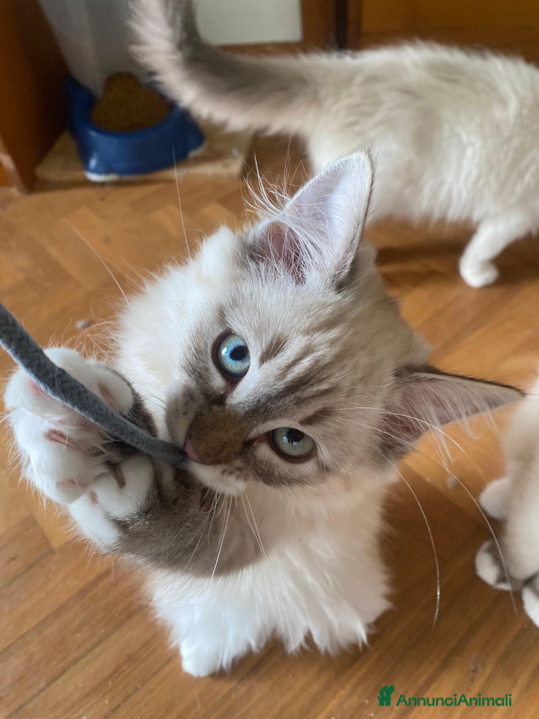Siberiano gatti in vendita: Gatti cuccioli Siberiani ipoallergenici a Provincia di Forlì-Cesena - Immagine 6