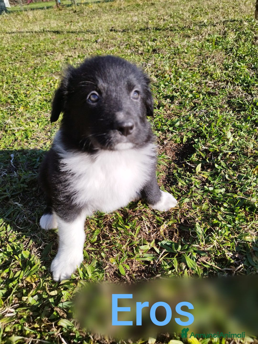 Pastore della Lessinia e del Lagorai cani in vendita: Cuccioli pastore della Lessinia e del Lagorai  - Annuncio 5