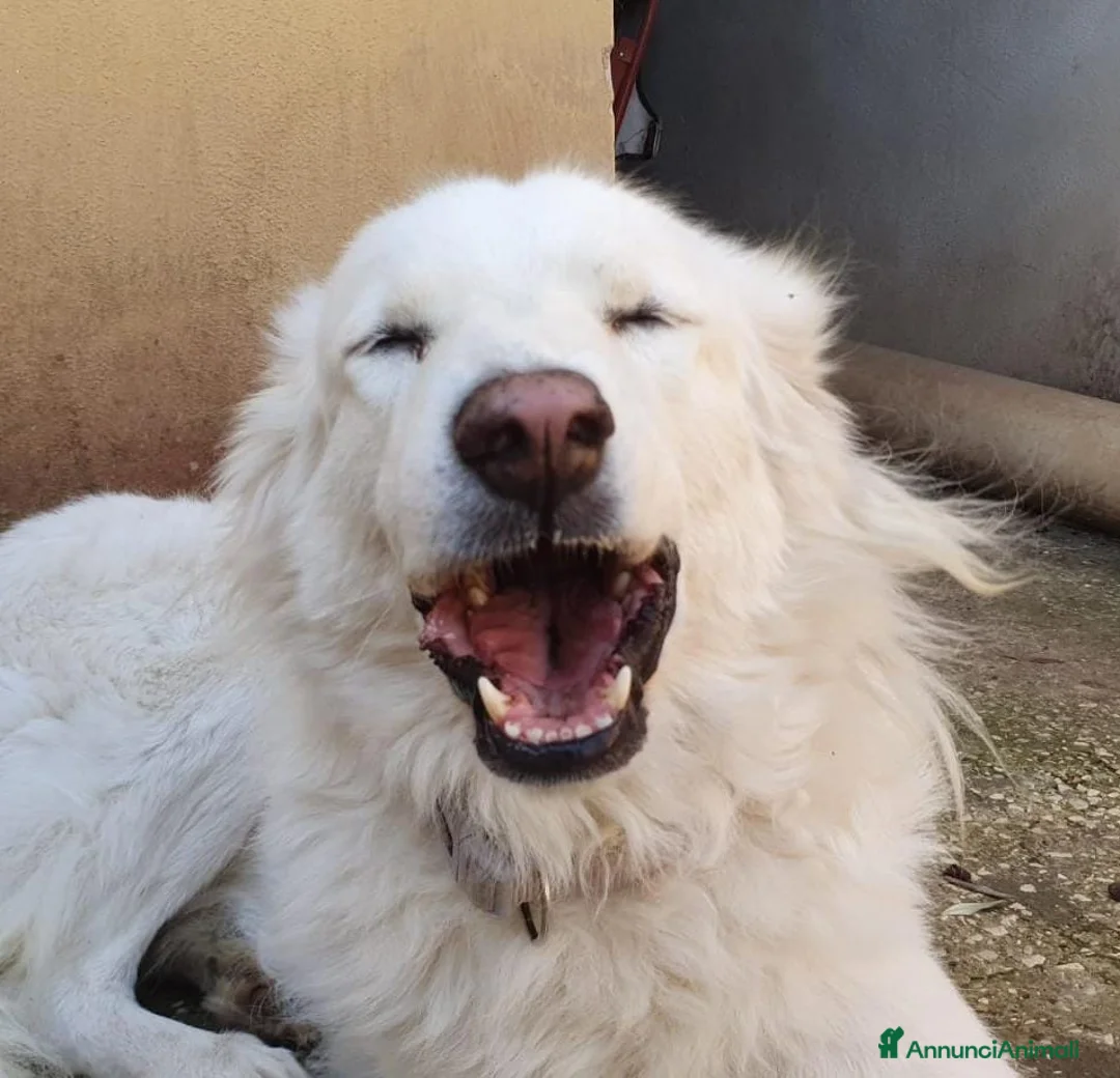 Pastore Maremmano cani in regalo: Bianca,una meraviglia candida e dolcissima a Pomezia - Annuncio 8