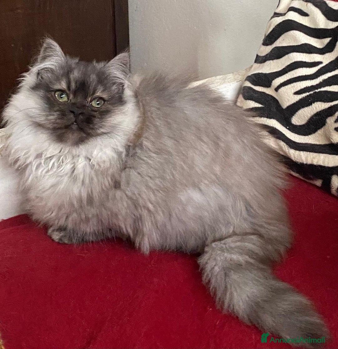 Persiano gatti in vendita: Cucciolo di persiani normotipo MASCHIO  - Annuncio 4
