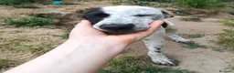 Meticcio cani in regalo: UNA MAMMA PER PEPA a Provincia di Varese - Annuncio 6