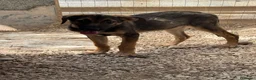 Meticcio cani in regalo: Rosina  - Annuncio 4