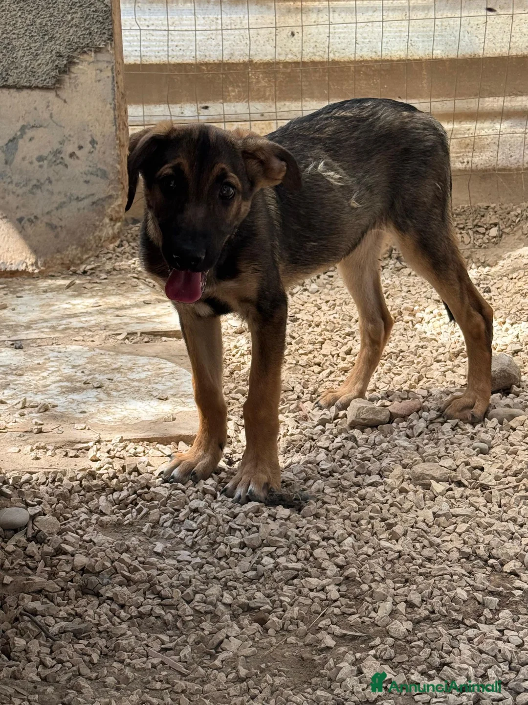 Meticcio cani in regalo: Rosina  - Annuncio 4
