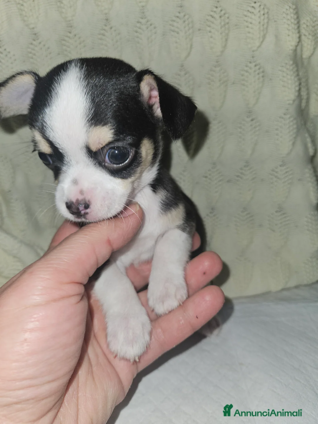 Chihuahua cani in vendita: Chihuahua mini toy - Annuncio 4