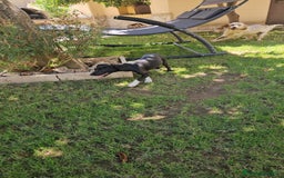 Meticcio cani in regalo: Beatrice: cucciolotta taglia contenuta socievole  a Città Metropolitana di Genova - Immagine 11