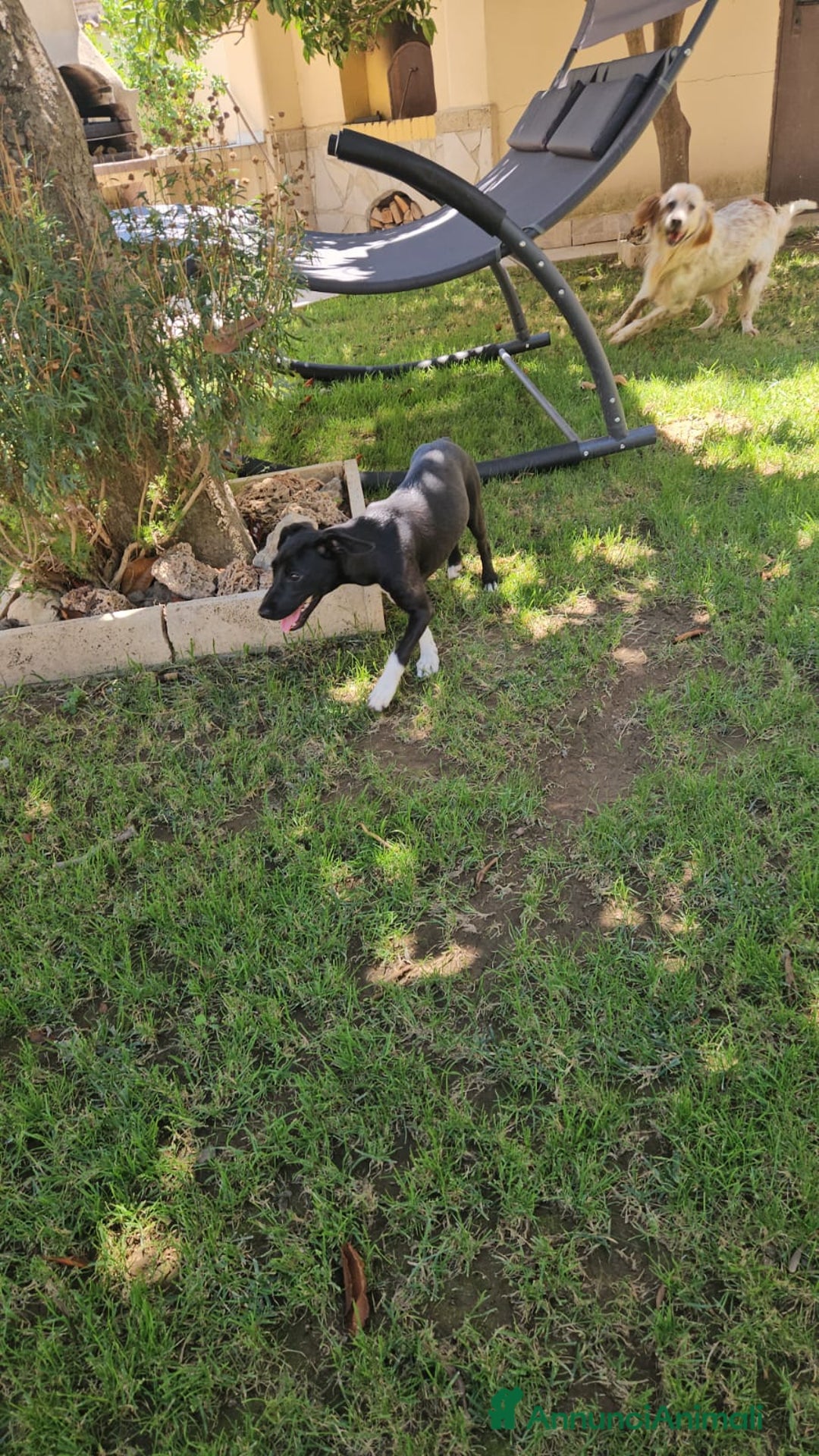 Meticcio cani in regalo: Beatrice: cucciolotta taglia contenuta socievole  a Città Metropolitana di Genova - Immagine 11