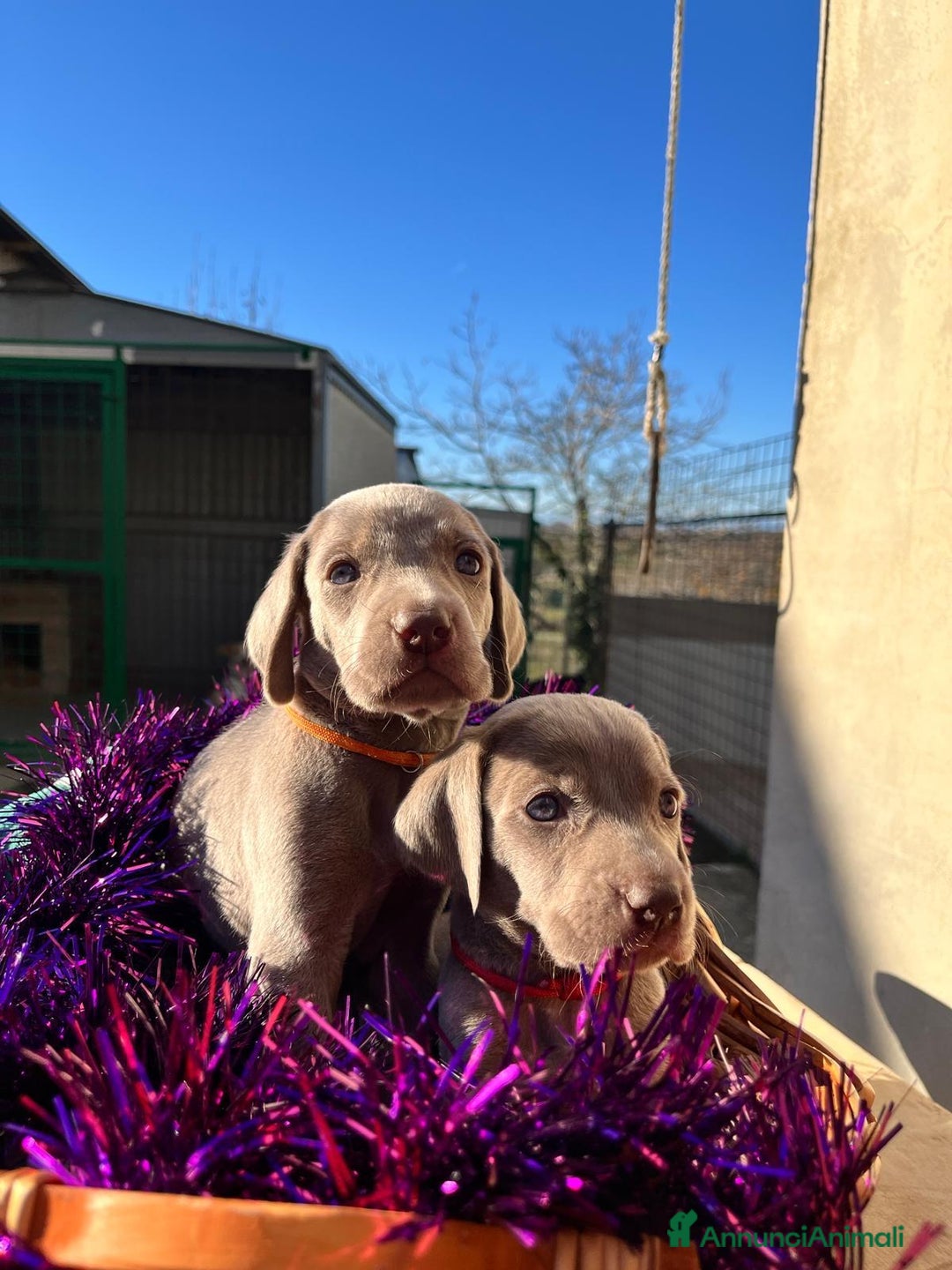 Weimaraner cani in vendita: Cuccioli weimaraner  - Annuncio 8