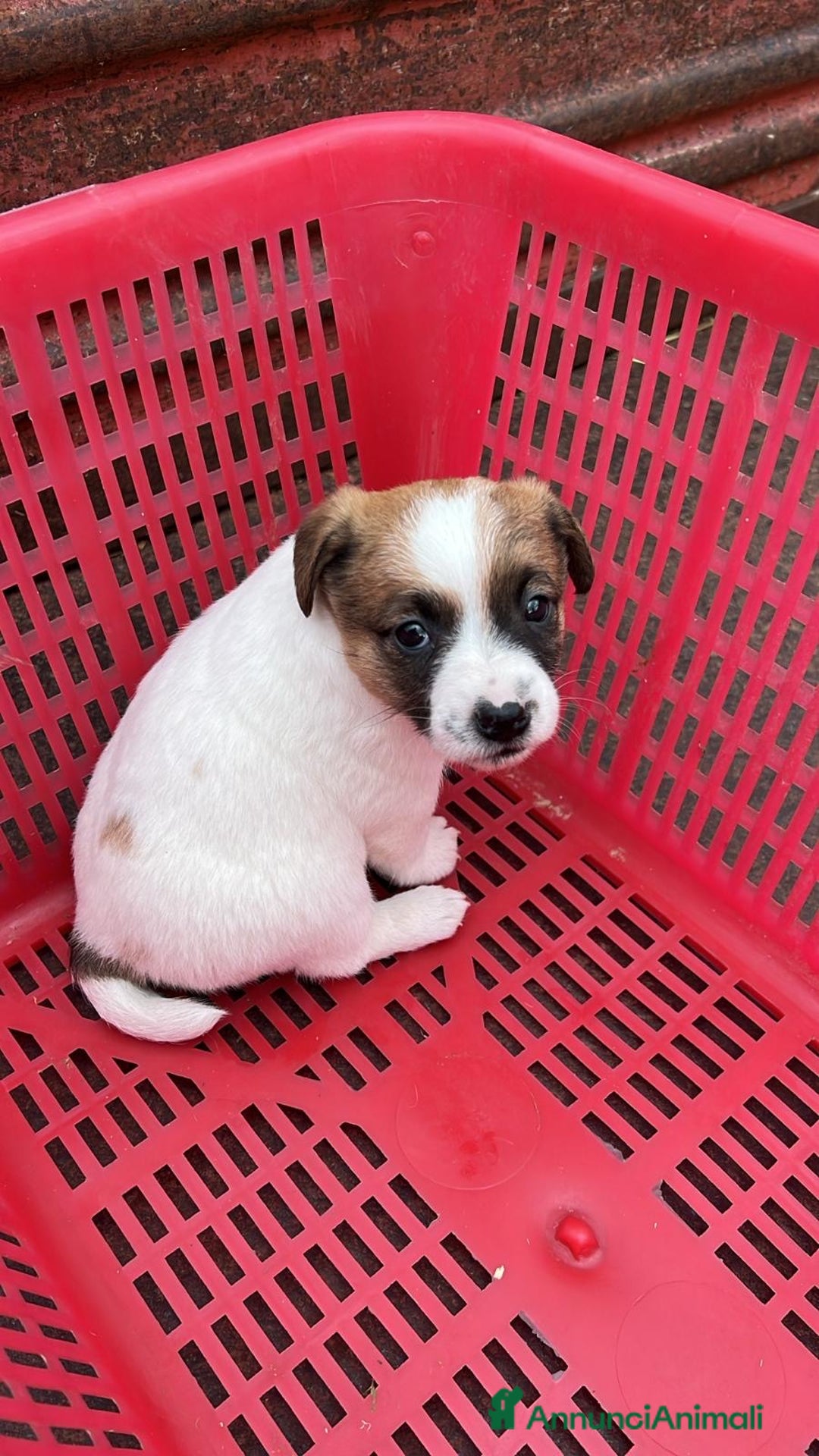 Jack Russell cani in vendita: Cucciola di jack Russell terrier  - Annuncio 2