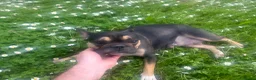Bulldog Francese cani in vendita: Bulldog francese - Annuncio 6