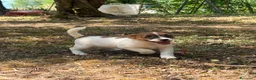 Jack Russell cani in vendita: Cuccioli Jack Russell  Pelo Liscio con Pedigree - Annuncio 8
