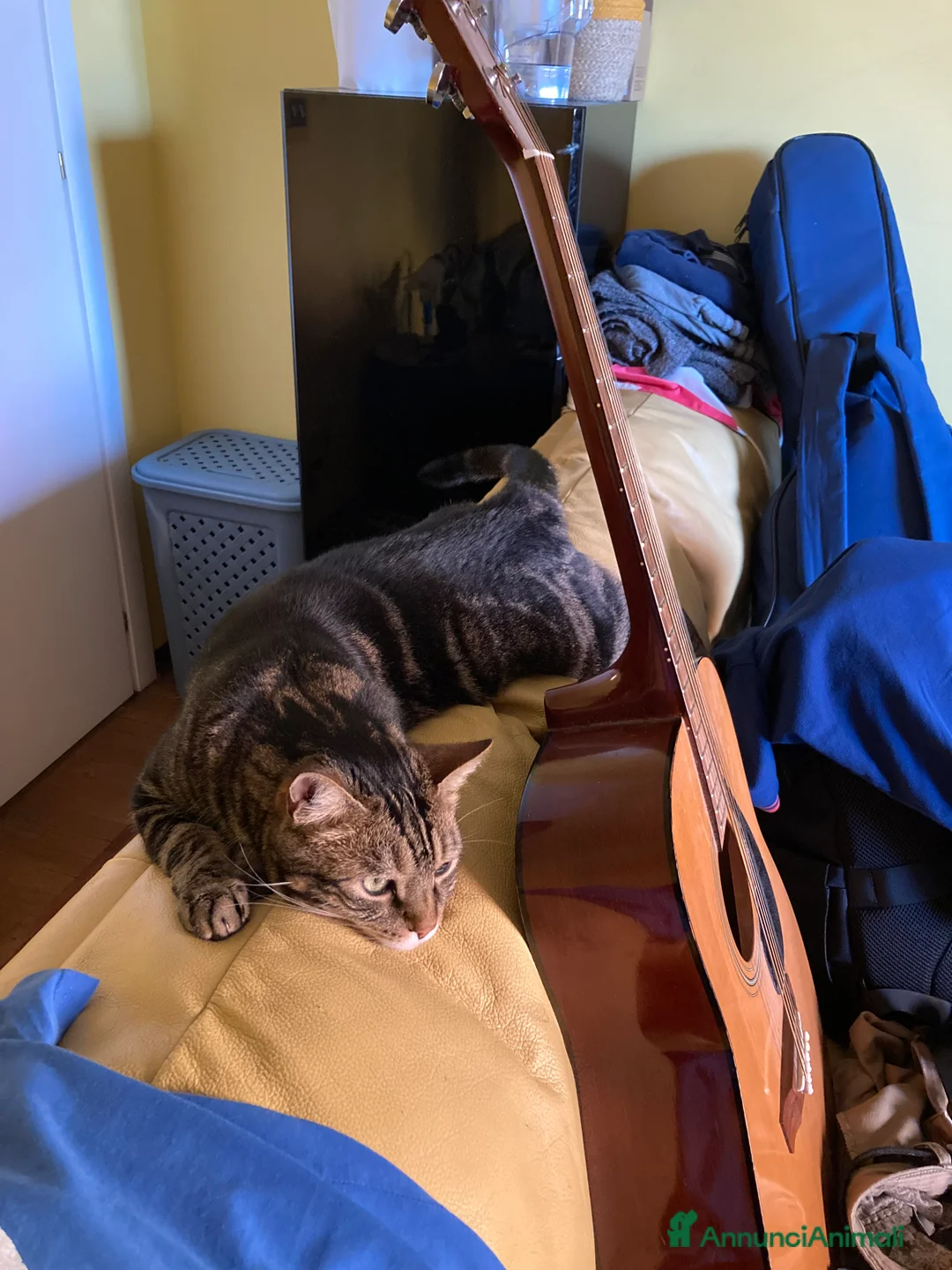 Europeo gatti in regalo: Gatto maschio adulto (sterilizzato) - Annuncio 5