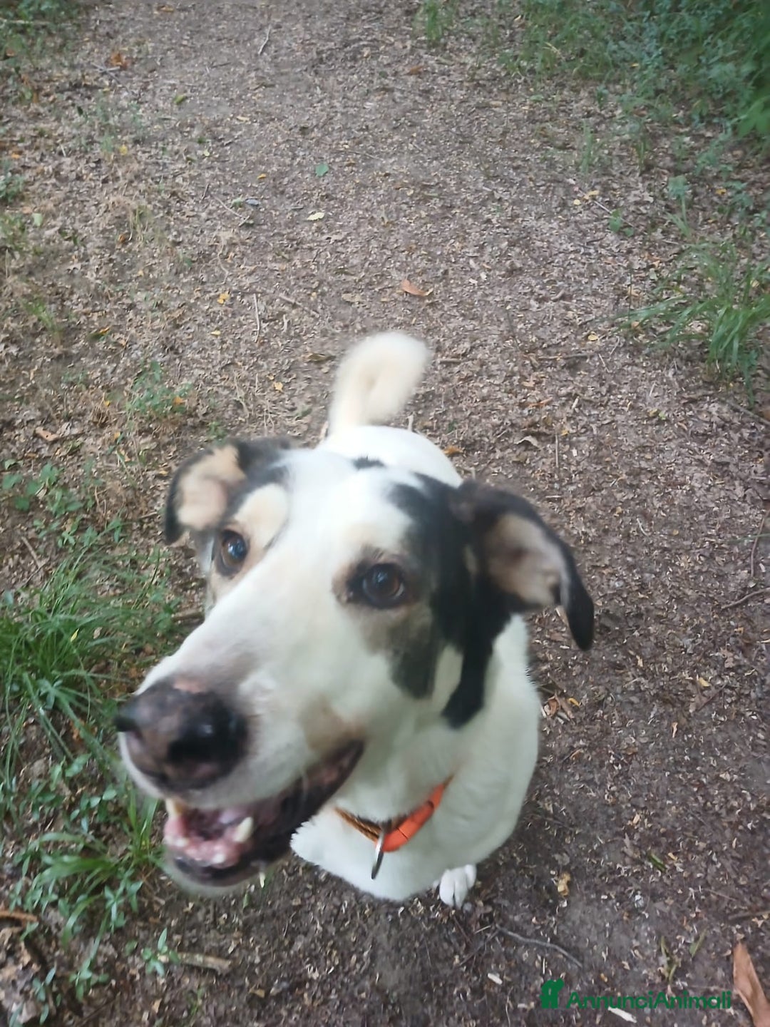 Meticcio cani in regalo: POLDO a Città Metropolitana di Genova - Annuncio 10