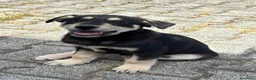 Meticcio cani in regalo: TANTI CUCCIOLI SOLI! a Provincia di Vicenza - Annuncio 5