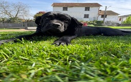 Cane Corso cani in vendita: Cuccioli in cerca di famiglia  a Provincia di Como - Immagine 6